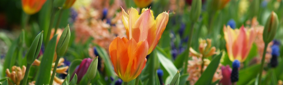 flowers-753134_1280-1